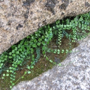 Asplenium flabellifolium at Rendezvous Creek, ACT - 25 Mar 2010