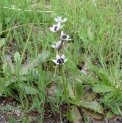 Wurmbea dioica subsp. dioica (Early Nancy) at Melrose - 8 Oct 2010 by RomanSoroka