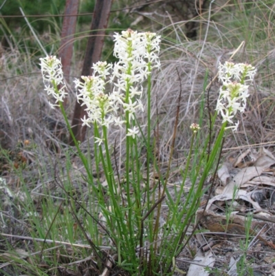 Stackhousia monogyna (Creamy Candles) at Tuggeranong DC, ACT - 8 Oct 2010 by Roman