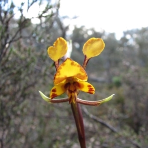 Diuris semilunulata at Tralee, ACT - suppressed