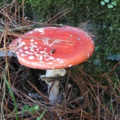 Amanita muscaria (Fly Agaric) at Chisholm, ACT - 24 Mar 2012 by Roman