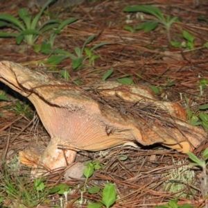 Lactarius deliciosus at Chisholm, ACT - 10 Mar 2012