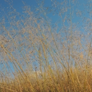 Eragrostis curvula at Paddys River, ACT - 18 Mar 2015