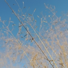 Eragrostis curvula at Paddys River, ACT - 18 Mar 2015 07:02 PM