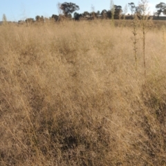 Eragrostis curvula at Paddys River, ACT - 18 Mar 2015