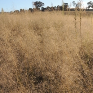 Eragrostis curvula at Paddys River, ACT - 18 Mar 2015