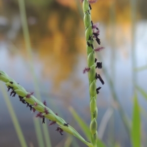 Paspalum distichum at Paddys River, ACT - 18 Mar 2015 07:19 PM