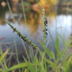 Paspalum distichum at Paddys River, ACT - 18 Mar 2015