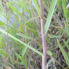 Paspalum distichum at Paddys River, ACT - 18 Mar 2015 07:19 PM