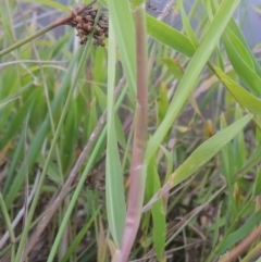 Paspalum distichum at Paddys River, ACT - 18 Mar 2015