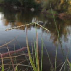 Paspalum distichum at Paddys River, ACT - 18 Mar 2015 07:19 PM