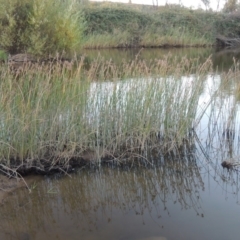 Schoenoplectus validus (River Club-rush) at Paddys River, ACT - 18 Mar 2015 by michaelb