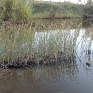 Schoenoplectus tabernaemontani at Paddys River, ACT - 18 Mar 2015