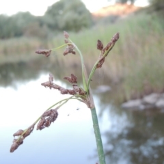 Schoenoplectus validus at Paddys River, ACT - 18 Mar 2015