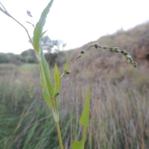 Persicaria hydropiper at Paddys River, ACT - 18 Mar 2015 07:29 PM