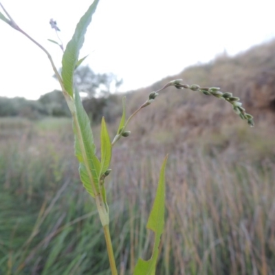 Persicaria hydropiper (Water Pepper) at Paddys River, ACT - 18 Mar 2015 by MichaelBedingfield