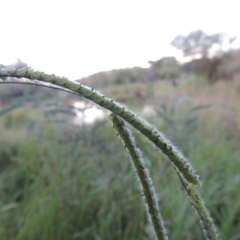 Paspalum dilatatum (Paspalum) at Paddys River, ACT - 18 Mar 2015 by michaelb