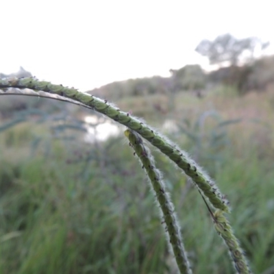 Paspalum dilatatum (Paspalum) at Paddys River, ACT - 18 Mar 2015 by michaelb