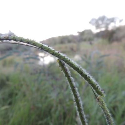 Paspalum dilatatum (Paspalum) at Point Hut to Tharwa - 18 Mar 2015 by MichaelBedingfield