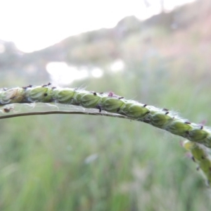 Paspalum dilatatum at Paddys River, ACT - 18 Mar 2015