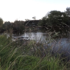 Lachnagrostis filiformis (Blown Grass) at Paddys River, ACT - 18 Mar 2015 by michaelb
