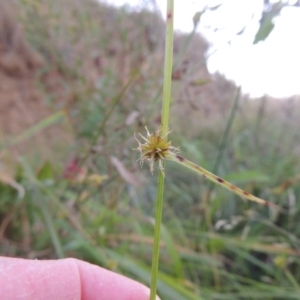 Cyperus sphaeroideus at Paddys River, ACT - 18 Mar 2015 07:45 PM