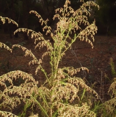 Cassinia sifton (Sifton Bush, Chinese Shrub) at Majura, ACT - 21 Mar 2015 by SilkeSma