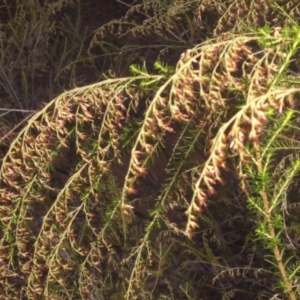 Cassinia sifton at Majura, ACT - 22 Mar 2015 08:12 AM