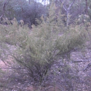 Cassinia sifton at Majura, ACT - 22 Mar 2015 08:12 AM