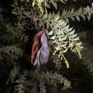 Acacia vestita at Campbell, ACT - 22 Mar 2015