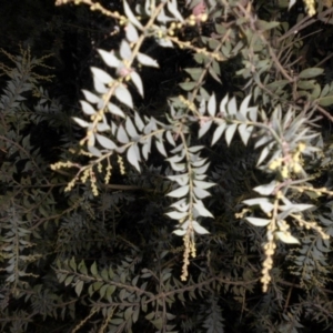 Acacia vestita at Campbell, ACT - 22 Mar 2015