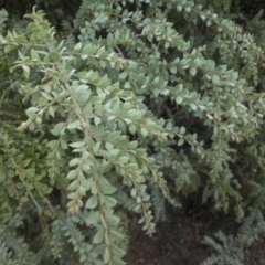 Acacia vestita (Hairy Wattle) at Majura, ACT - 22 Mar 2015 by SilkeSma