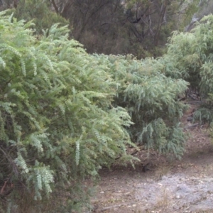 Acacia vestita at Majura, ACT - 22 Mar 2015 08:48 AM