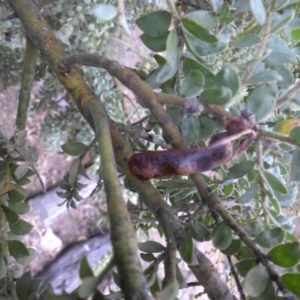 Acacia vestita at Majura, ACT - 22 Mar 2015 08:48 AM