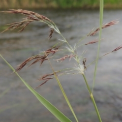 Phragmites australis (Common Reed) at Paddys River, ACT - 23 Mar 2015 by michaelb