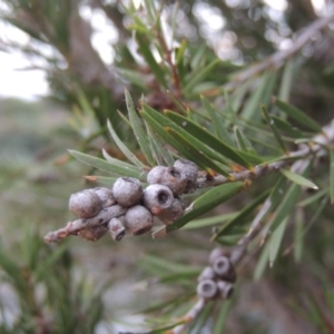 Callistemon sieberi at Paddys River, ACT - 23 Mar 2015 07:23 PM