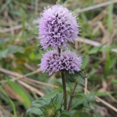 Mentha x piperita (Peppermint) at Point Hut to Tharwa - 23 Mar 2015 by MichaelBedingfield