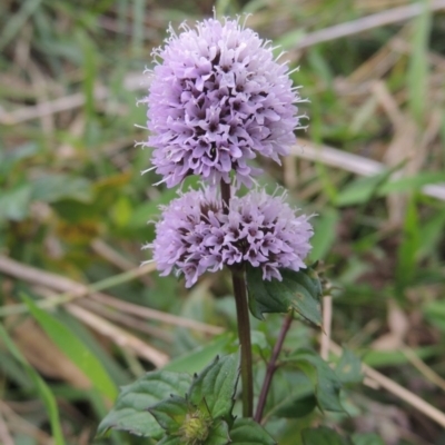 Mentha x piperita (Peppermint) at Paddys River, ACT - 23 Mar 2015 by MichaelBedingfield