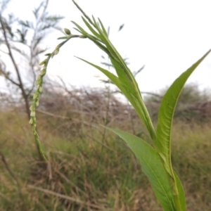 Persicaria hydropiper at Paddys River, ACT - 23 Mar 2015 07:11 PM