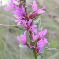 Lythrum salicaria (Purple Loosestrife) at Paddys River, ACT - 23 Mar 2015 by michaelb