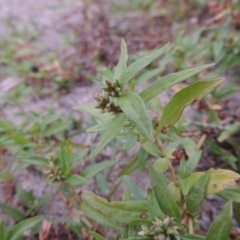 Persicaria prostrata (Creeping Knotweed) at Paddys River, ACT - 23 Mar 2015 by MichaelBedingfield