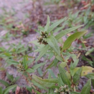 Persicaria prostrata at Paddys River, ACT - 23 Mar 2015 07:20 PM