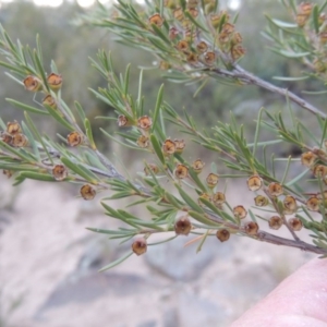 Kunzea ericoides at Paddys River, ACT - 23 Mar 2015 07:26 PM