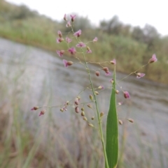 Isachne globosa (Swamp Millet) at Point Hut to Tharwa - 23 Mar 2015 by MichaelBedingfield