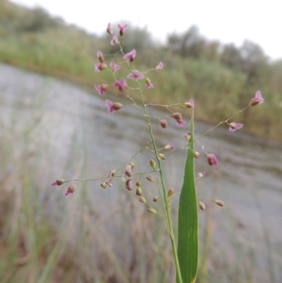 Isachne globosa (Swamp Millet) at Paddys River, ACT - 23 Mar 2015 by michaelb