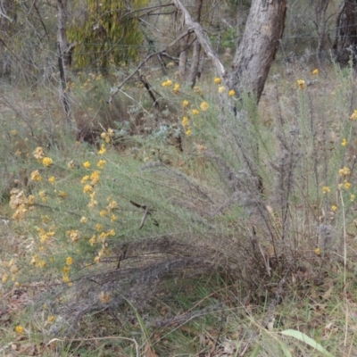 Chrysocephalum semipapposum (Clustered Everlasting) at Rob Roy Range - 21 Mar 2015 by MichaelBedingfield