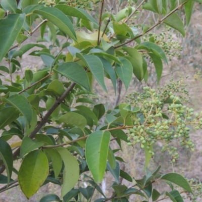 Ligustrum lucidum (Large-leaved Privet) at Conder, ACT - 21 Mar 2015 by michaelb