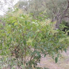 Ligustrum lucidum at Conder, ACT - 21 Mar 2015