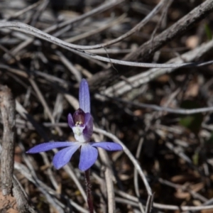 Cyanicula caerulea at Yass River, NSW - 13 Sep 2018