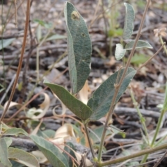 Oxytes brachypoda (Large Tick-trefoil) at Conder, ACT - 21 Mar 2015 by michaelb